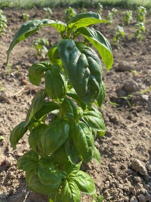 Basilic botte