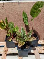 Oseille commune 0.5l