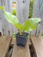 Oseille épinard 0.5l