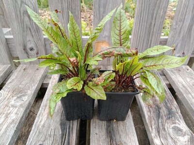 Oseille sanguine 0.5l