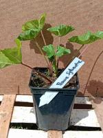 Mauve sylvestre 0.5l