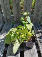 Epinard grimpant du caucase 0.5 l