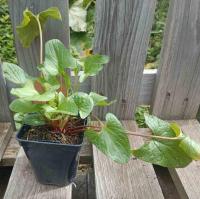 Chénopode bon henri 0.5l