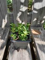 Menthe marocaine 0.5l