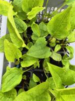 Echinacée pourpre (fleurs comestibles)