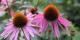 Echinacée pourpre (fleurs comestibles) - image 2