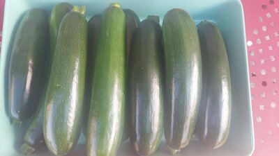 Courgette verte longue