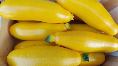 Courgette jaune longue