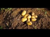 Pomme de terre nouvelle 2024 (variété anais)