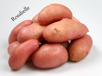 Plateau pomme de terre nouvelle 'spunta'