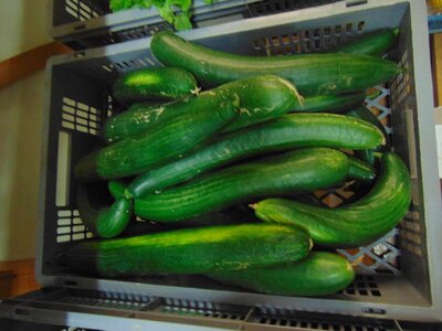Concombre long