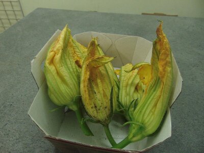 Courgette fleur mâle