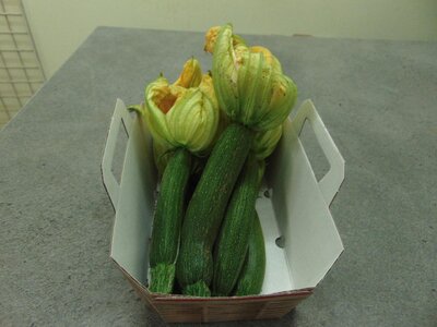 Courgettes fleurs femelles