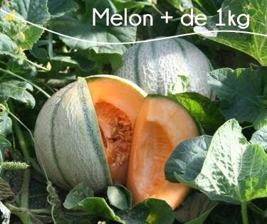 Melon 6 personnes