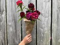 Fleurs botte - oeillet barbus