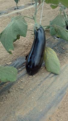 Aubergine