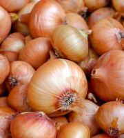 Oignons jaune avec fanes