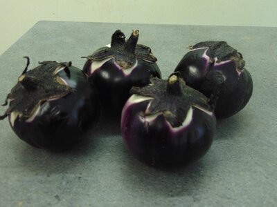 Aubergines rondes