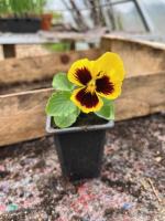 Pensée frou-frou (fleurs comestibles)