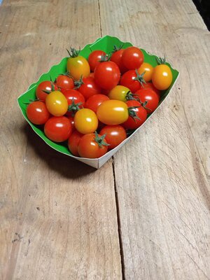 Tomate cerise