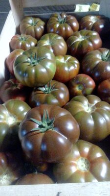 Tomate noire
