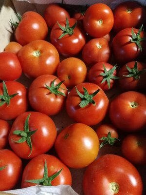 Tomate ronde rouge