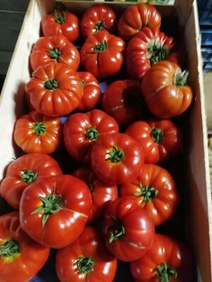Tomate côtelée rouge