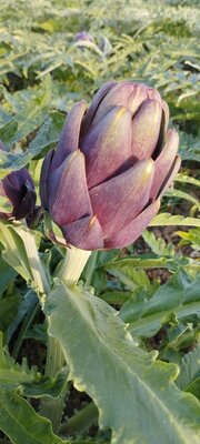 Artichaut violet bio