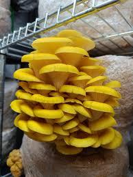 Pleurote jaune