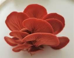 Pleurote rose