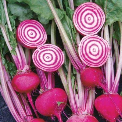 Betterave chioggia