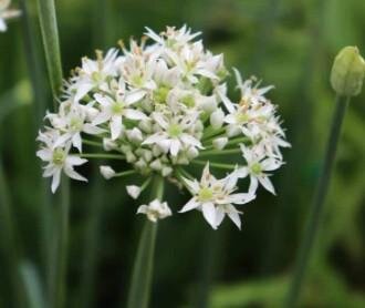 Fleurs de ciboule de chine