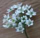 Fleurs de ciboule de chine - image 2