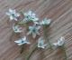 Fleurs de ciboule de chine - image 5