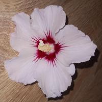 Pétales de fleurs d'hibiscus syriacus