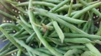 Haricot vert