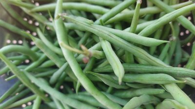 Haricot vert