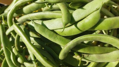 Haricot vert plat