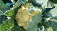 Chou fleur