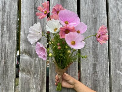 Botte de fleurs - cosmos blanc et rose