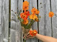 Botte de fleurs - cosmos sulfureux botte
