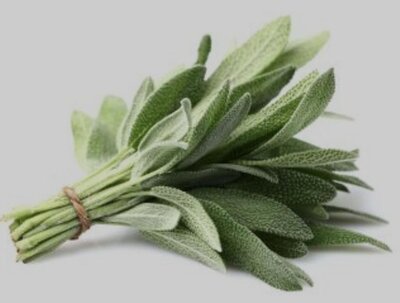 Branches de sauge