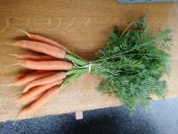 Carotte botte