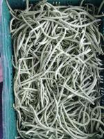 Haricot vert