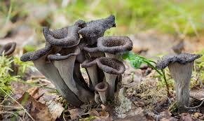 Trompette de la mort