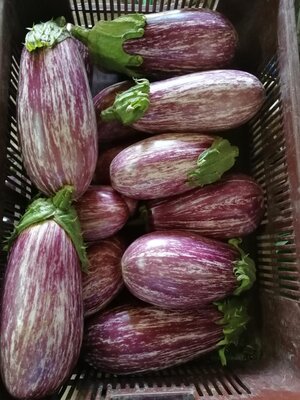 Aubergine tigrée