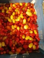 Tomate cerise coeur de pigeon