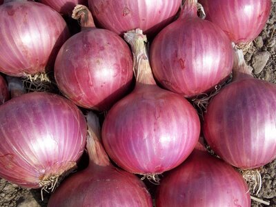 Oignons rouge