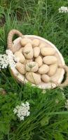 Pommes de terre bio calibre moyen