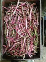 Haricot coco rouge ou blanc